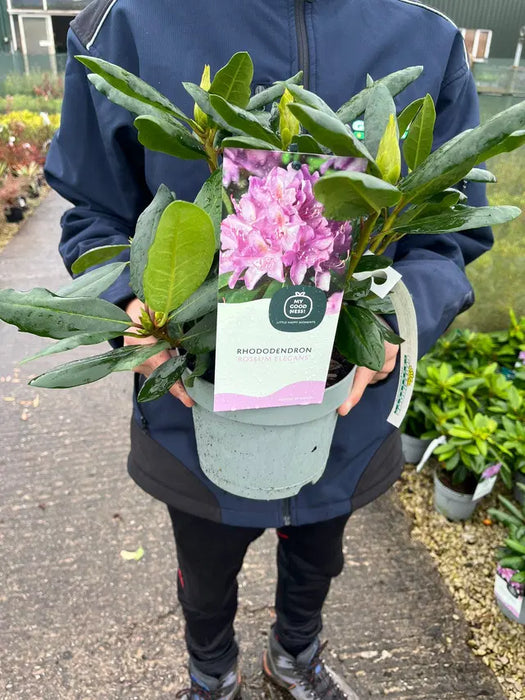 Rhododendron Hybrid Roseum Elegans 2 Litre Pot