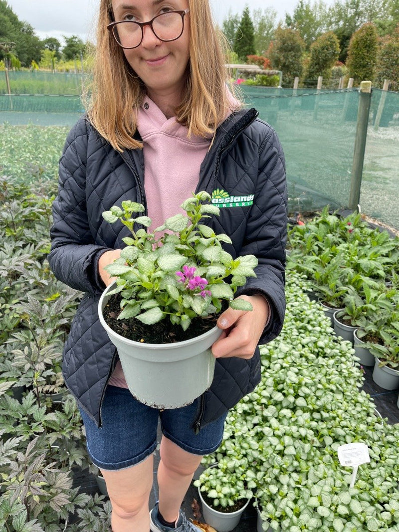 Lamium Beacon Silver 3 Litre Pot