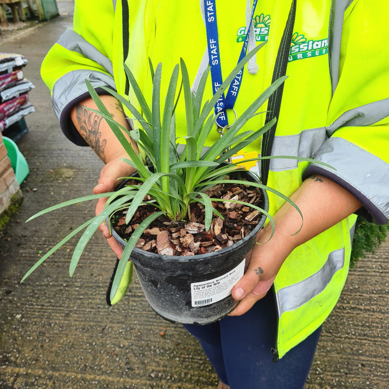 Agapanthus Brilliant Blue 3 Litre Pot