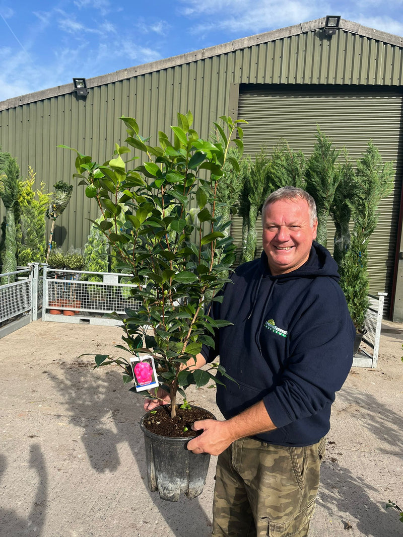 Camellia jap. Prof Filippo Parlatore 9 Litre Pot