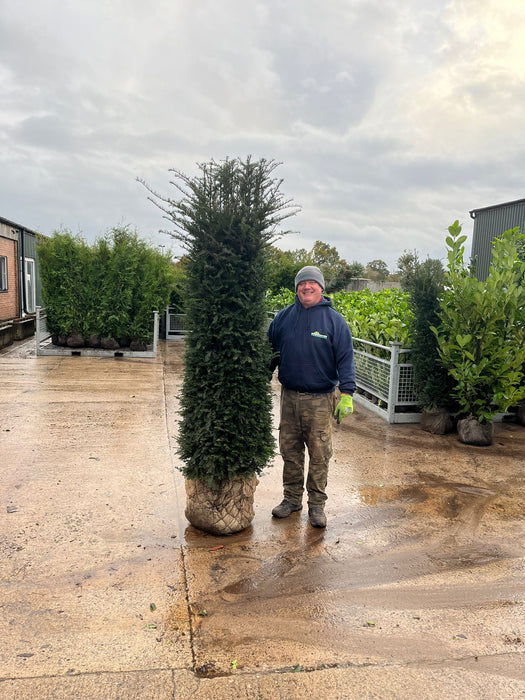 Yew Hedging Root Ball Pruned Solitaire 200cm