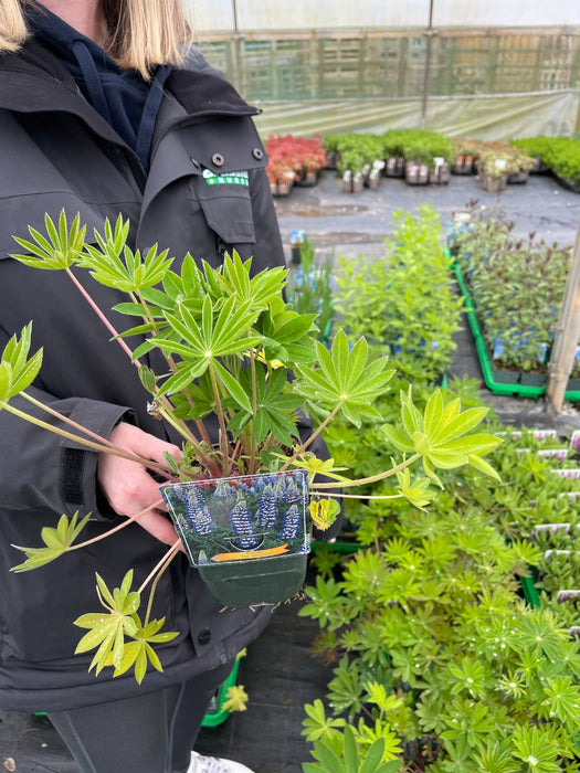 Lupin The Governor 11cm Pot